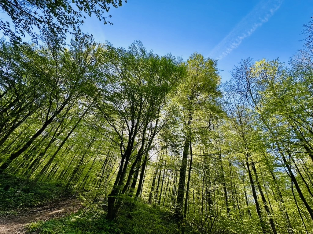 Wald mit Weg